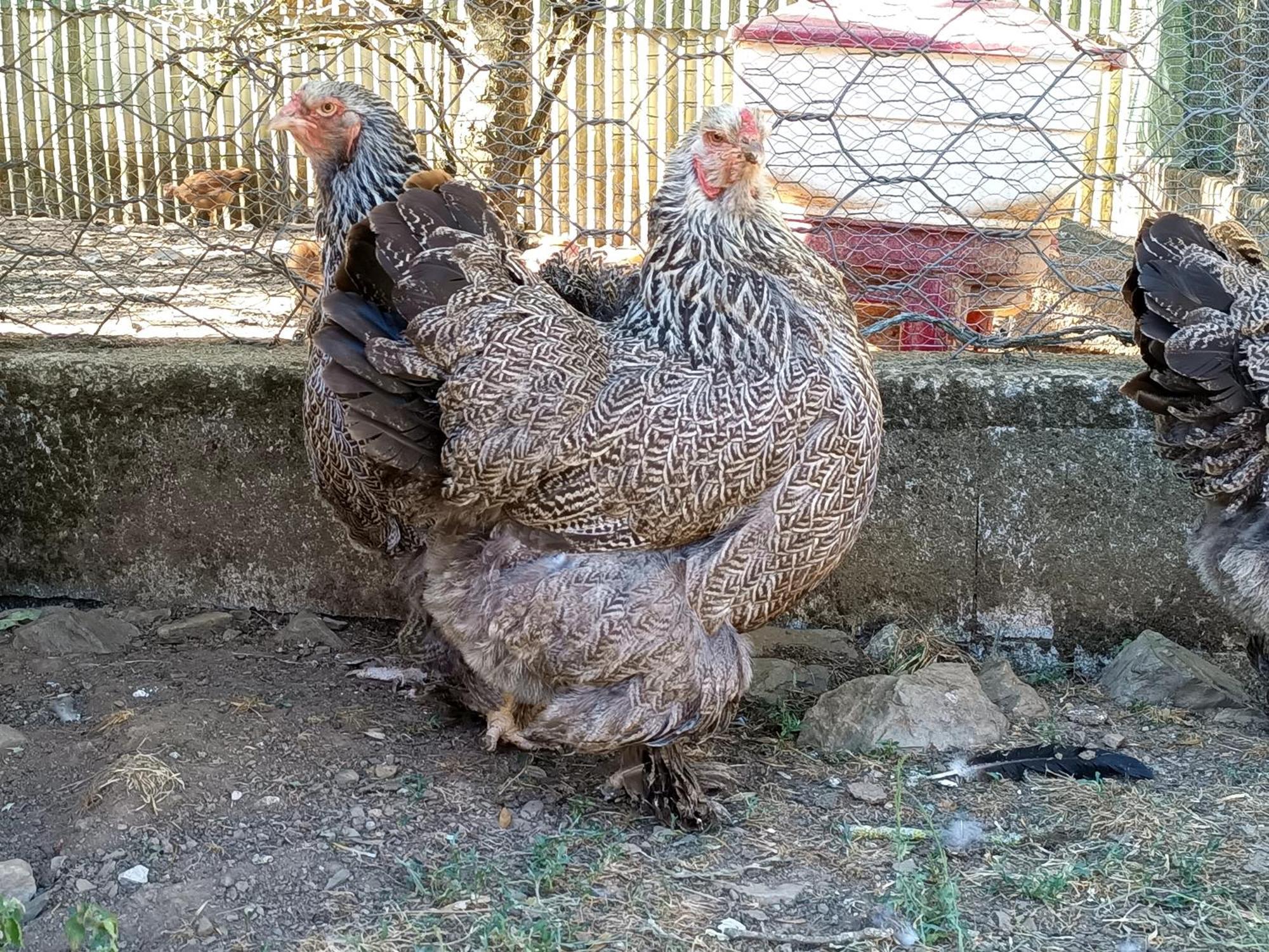 Ferme Les Therondels Saint-Pons-de-Thomieres エクステリア 写真
